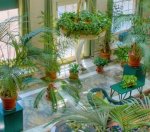 Зимние сады + фото.