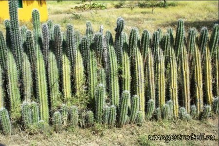 Необычные заборы. Фото