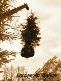 Роль дерева на ландшафте участка