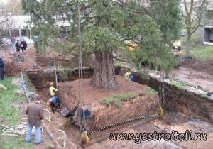 Роль дерева на ландшафте участка
