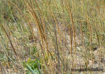 Крыша из камыша