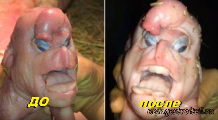 Свинья с человеческим лицом из Китая и РФ