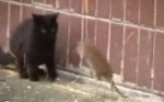 Паразиты которые управляют сознанием своих хозяев. Паразиты которые управляют сознанием своих хозяев.