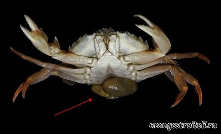 Ракушки Sacculina carcini меняют пол краба