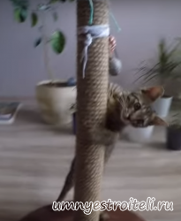 Когтеточки в Енакиево,Горловке и Донецке