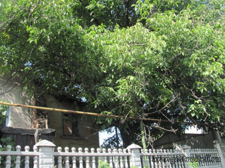 Кронирование ореха с помехами