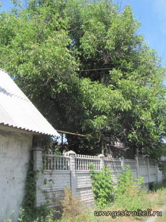 Кронирование ореха