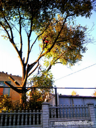 Обрезка ореха 2