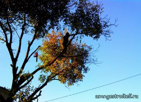 Обрезка ореха