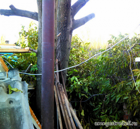 Сняли крону с ореха