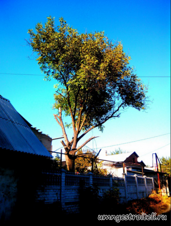 Вид кронированного ореха