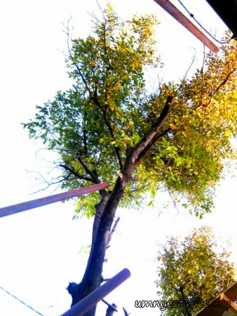 высотное кронирование ореха