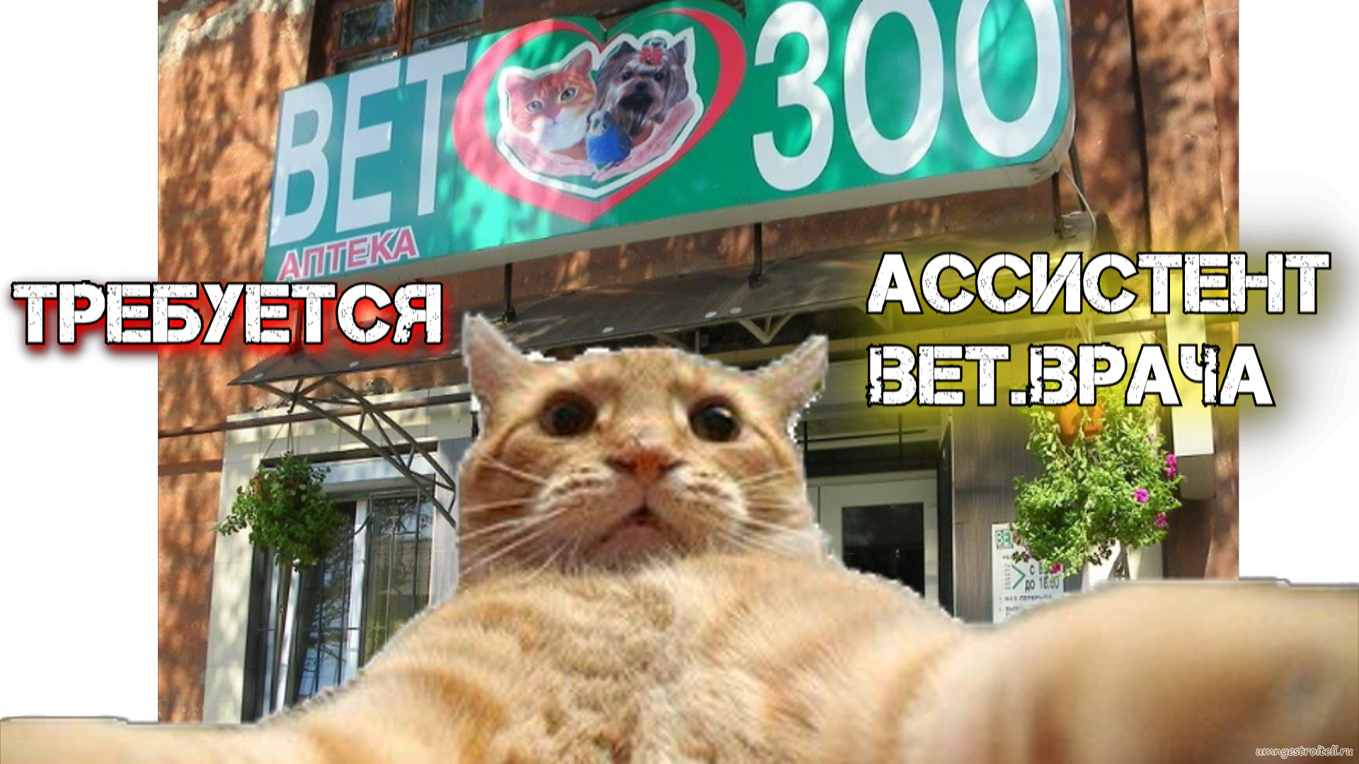 Работа вакансии в Енакиево, свежее - ассистент ветеринарного врача.