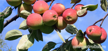 Равномерное распределение плодов по кроне