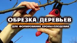 Обрезка деревьев в ДНР