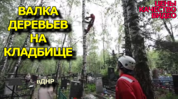 Валка деревьев на кладбище