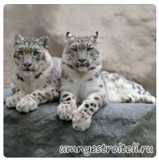 Купить обои с животными текстильщик Донецк